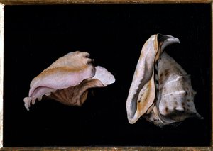 Due conchiglie (Natura morta con conchiglie)