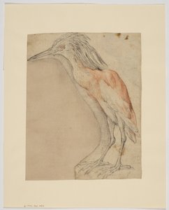 Airone, recto da Giovanni da Udine (after)