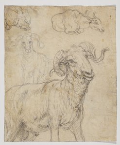 Ariete e bufalo, verso