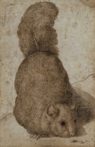 Uno scoiattolo da Giovanni da Udine (attr. to)
