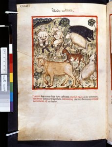 Theatrum sanitatis di Ububchasym de Baldach: 