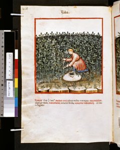 Theatrum sanitatis di Ububchasym de Baldach: 