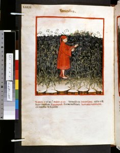 Theatrum sanitatis di Ububchasym de Baldach: 