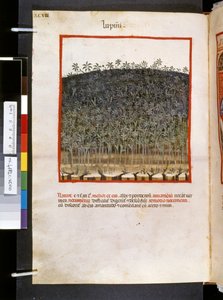 Theatrum sanitatis di Ububchasym de Baldach: 