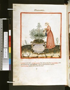 Theatrum sanitatis di Ububchasym de Baldach: 