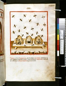 Theatrum sanitatis di Ububchasym de Baldach: 