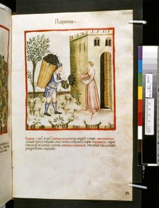 Theatrum sanitatis di Ububchasym de Baldach: 