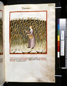 Theatrum sanitatis di Ububchasym de Baldach: 