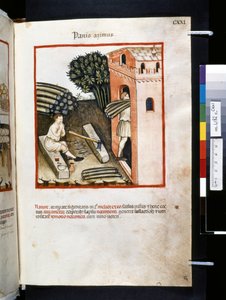 Theatrum sanitatis di Ububchasym de Baldach: 