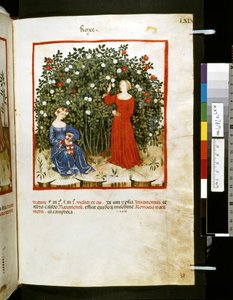 Theatrum sanitatis di Ububchasym de Baldach: 