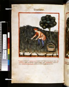 Theatrum sanitatis di Ububchasym de Baldach: 