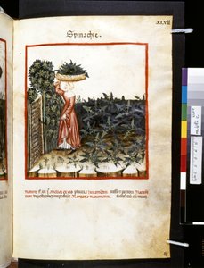 Theatrum sanitatis di Ububchasym de Baldach: 