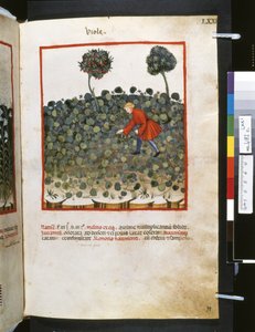 Theatrum sanitatis di Ububchasym de Baldach: 