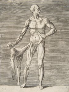 Uomo visto di fronte, che tiene la pelle del braccio destro e della gamba destra nella mano destra, 16° secolo