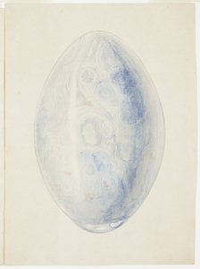 Panoramica della pietra a conchiglia ovale