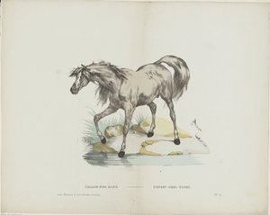 Étalon pur sang da Glenisson and Van Genechten