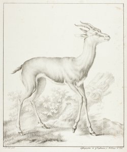 Antilope da Gottfried Engelmann