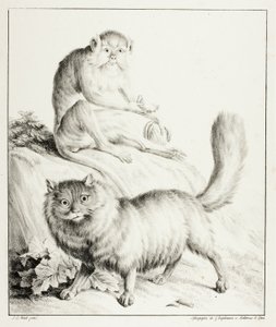 Gatto e Scimmia