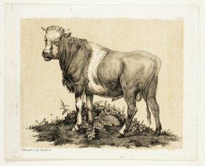 Il Toro da Gottfried Engelmann