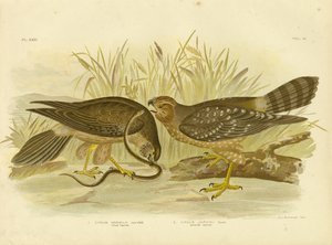 Allied Harrier o Spotted Harrier, 1891