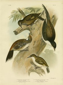Rampichino dalla Coda Nera, 1891