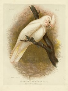 Cacatua macchiato di sangue, 1891 da Gracius Broinowski