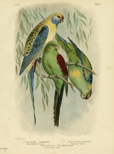 Parrocchetto dalle guance blu, 1891