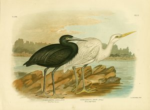 Airone della barriera corallina blu, 1891