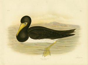 Sula bruna, 1891