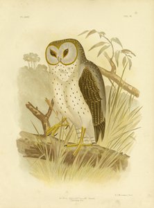 Gufo delicato, 1891 da Gracius Broinowski