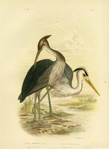 Airone dal grande becco o airone grigio scuro, 1891 da Gracius Broinowski
