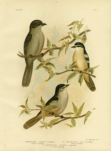 Jardines Campephaga o Uccello Cicada Comune, 1891
