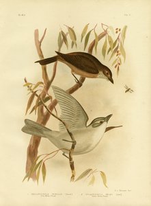 Piccolo Tordo Shrike, 1891