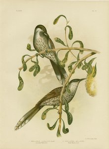 Uccello a wattles lumulato o piccolo uccello a wattles, 1891