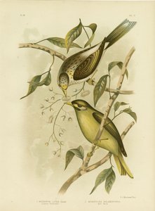 Luteous Honeyeater o Miner dalla gola gialla da Gracius Broinowski