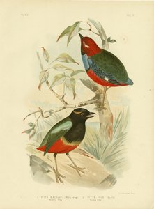 Pitta di Macklot, 1891 da Gracius Broinowski