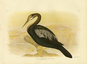 Darter di New Holland, 1891 da Gracius Broinowski