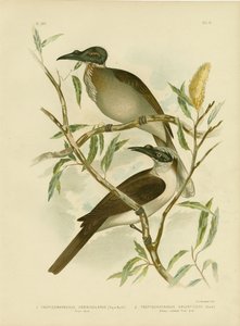Uccello frate rumoroso, 1891