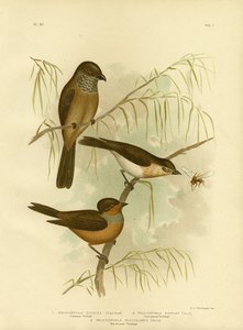 Olivaceous Thickhead o Olive Whistler, 1891 da Gracius Broinowski
