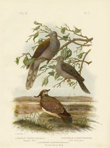 Colomba pacifica, 1891 da Gracius Broinowski