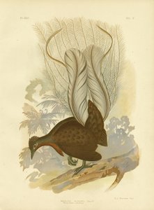 Uccello lira del Principe Alberto, 1891 da Gracius Broinowski