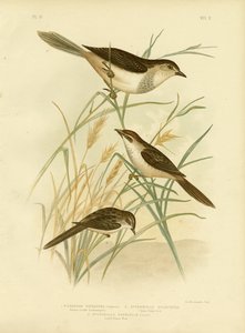 Cincloramphus Rufescente o Usignolo Rufescente, 1891 da Gracius Broinowski