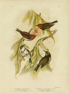 Sanguineous Honeyeater, 1891 da Gracius Broinowski