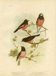 Pettirosso dal Petto Scarlatto o Pettirosso del Pacifico, 1891 da Gracius Broinowski