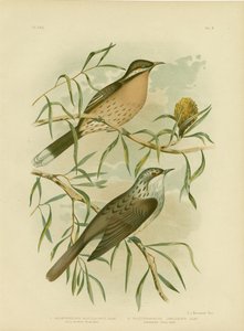 Melifago guance spinose, 1891 da Gracius Broinowski