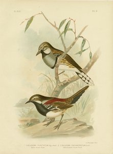 Tordo maculato, 1891