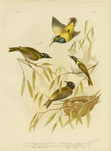 Swan River Honeyeater, 1891 da Gracius Broinowski
