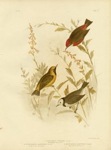 Ephthianura tricolore, 1891