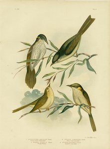 Melifago uniforme o melifago dal becco bianco, 1891