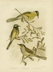 Varied Honeyeater, 1891 da Gracius Broinowski